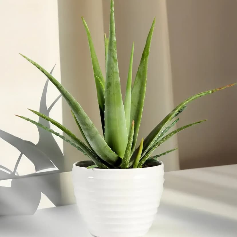 Lush Aloe Vera