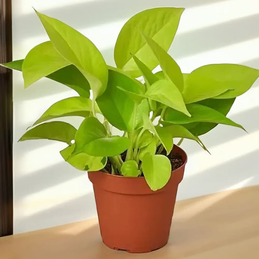 money plant