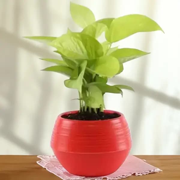 Golden Money Plant in a Red Plastic Pot