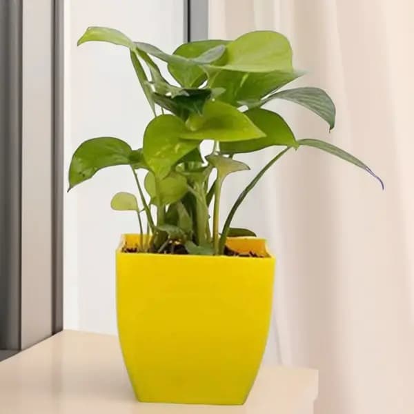 Golden Money Plant in a Yellow Plastic Pot