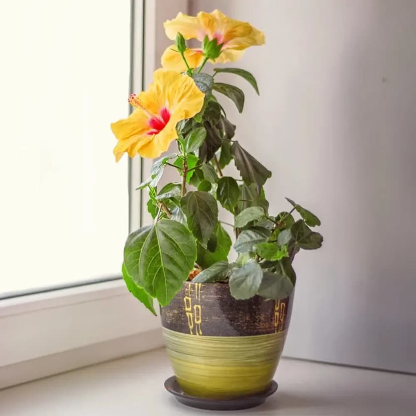 Flowering Hibiscus Plant