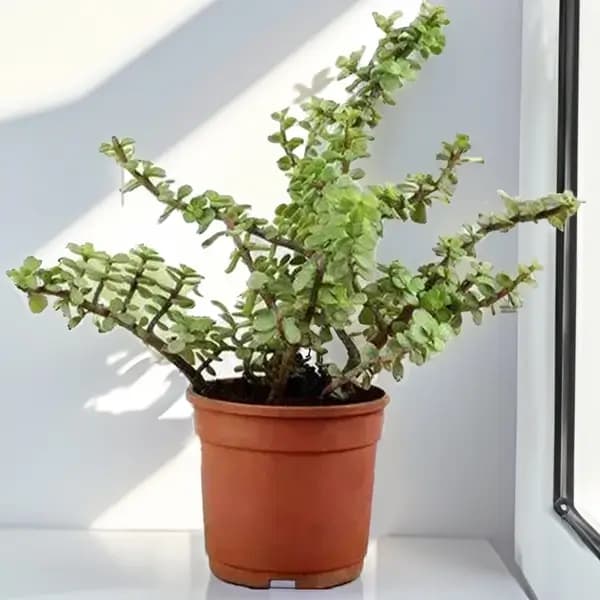 Thick Jade Plant