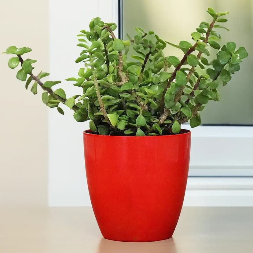 jade plant in plastic pot