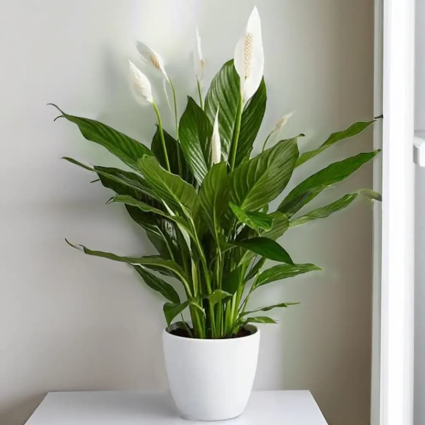 Tender Peace Lily