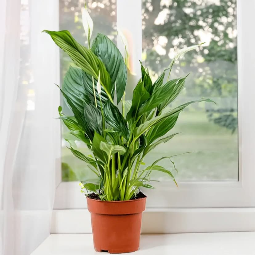 Leafy Peace Lily