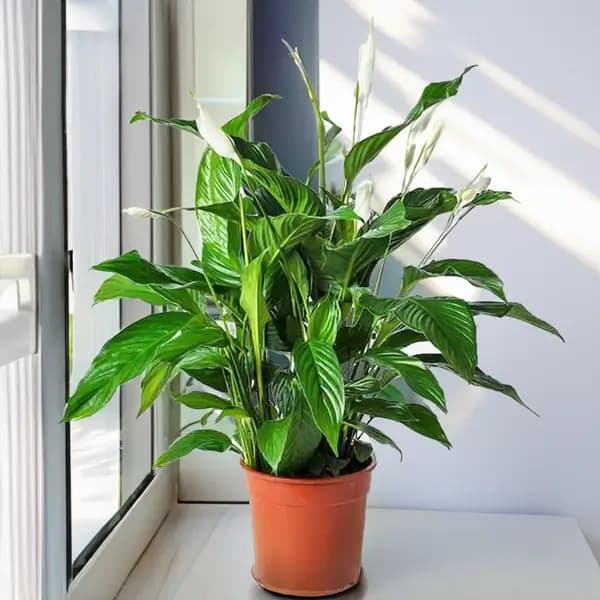 Higher Peace Lily