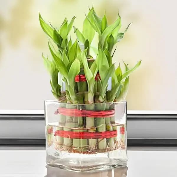 Two Layer Lucky Bamboo