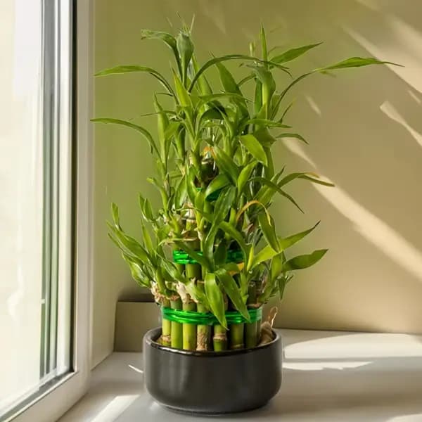 Three Layer Lucky Bamboo