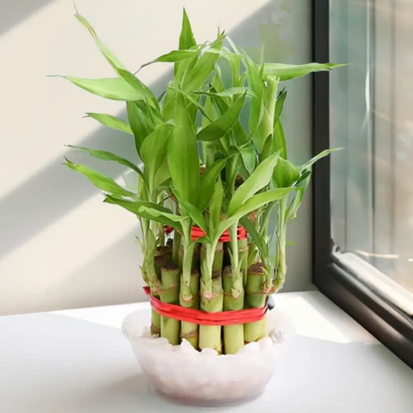 Tiny two layer lucky bamboo plant