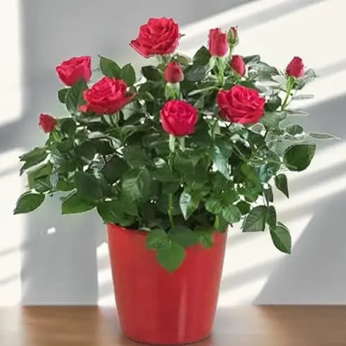 red rose plant