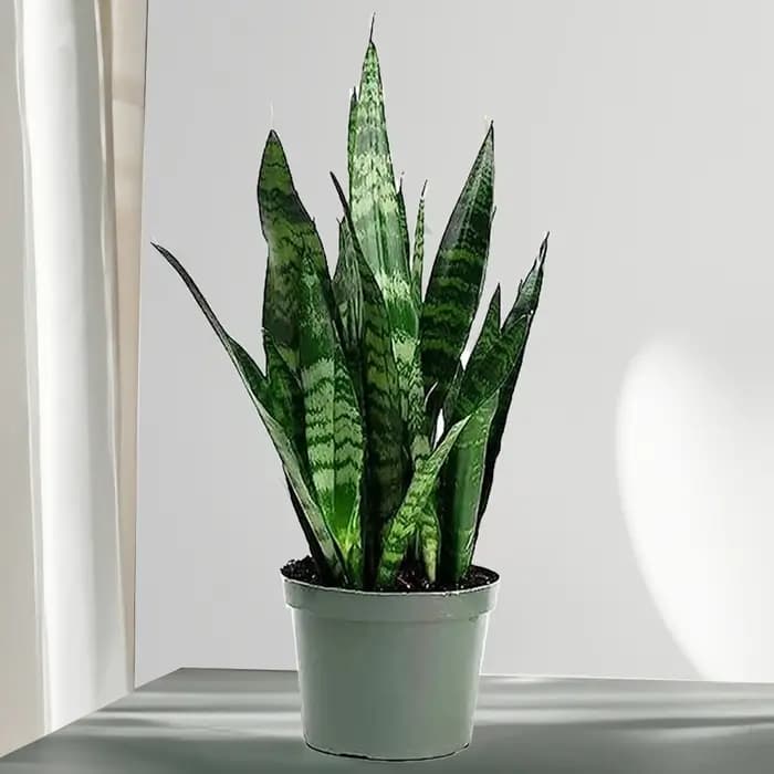 Snake Plant