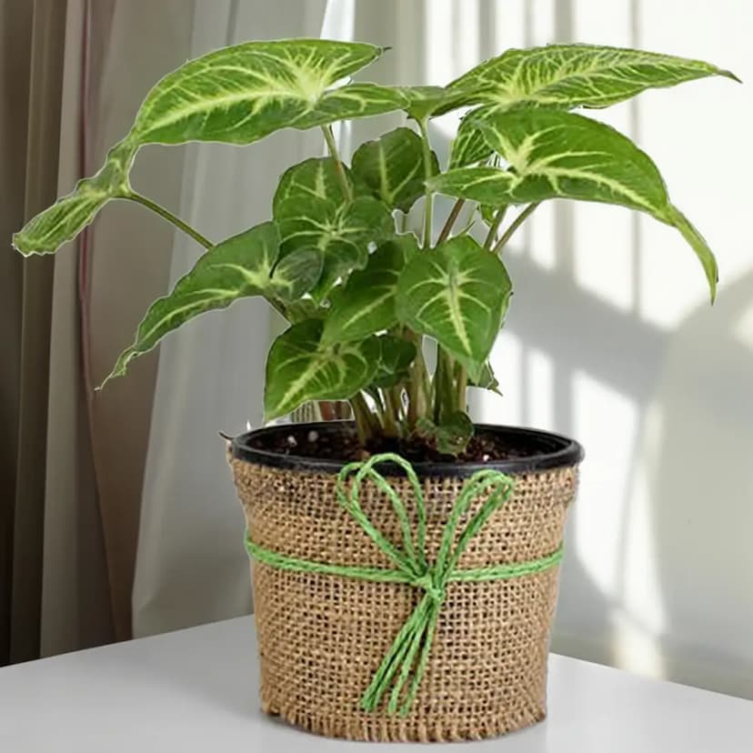 Syngonium Plant