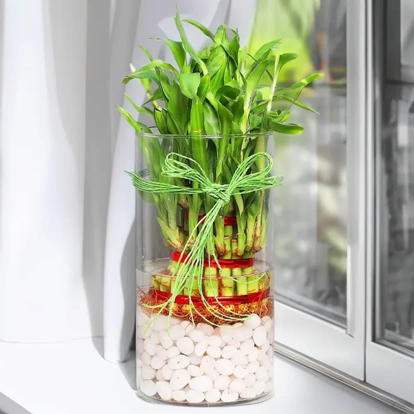 3 Layer Lucky Bamboo Terrarium