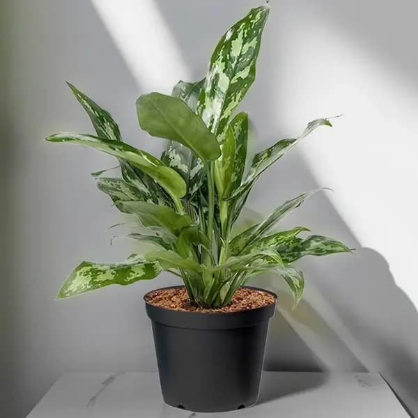 Aglaonema Plant