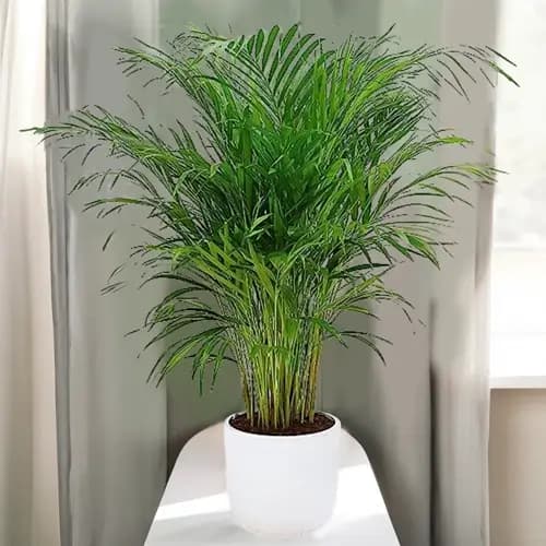 Areca Palm Plant