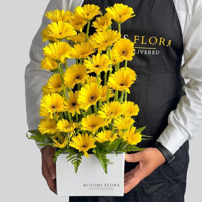 Yellow Gerberas in Box