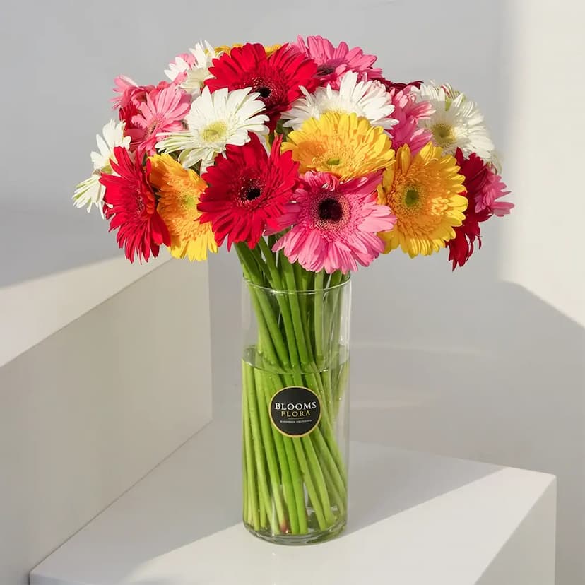 mixed gerberas in a vase