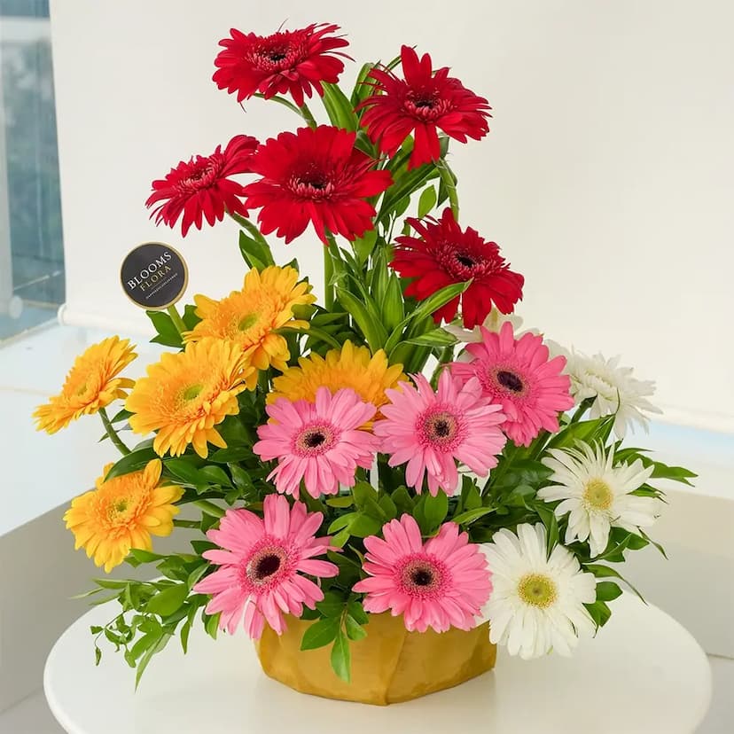 20 Colourful Gerberas