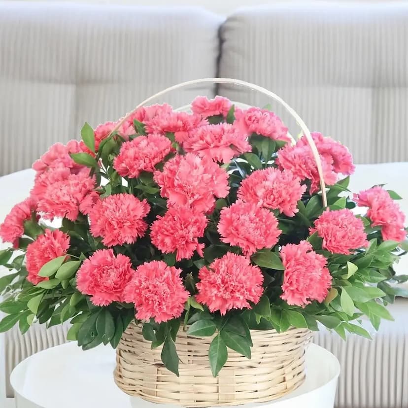 Romantic Carnations